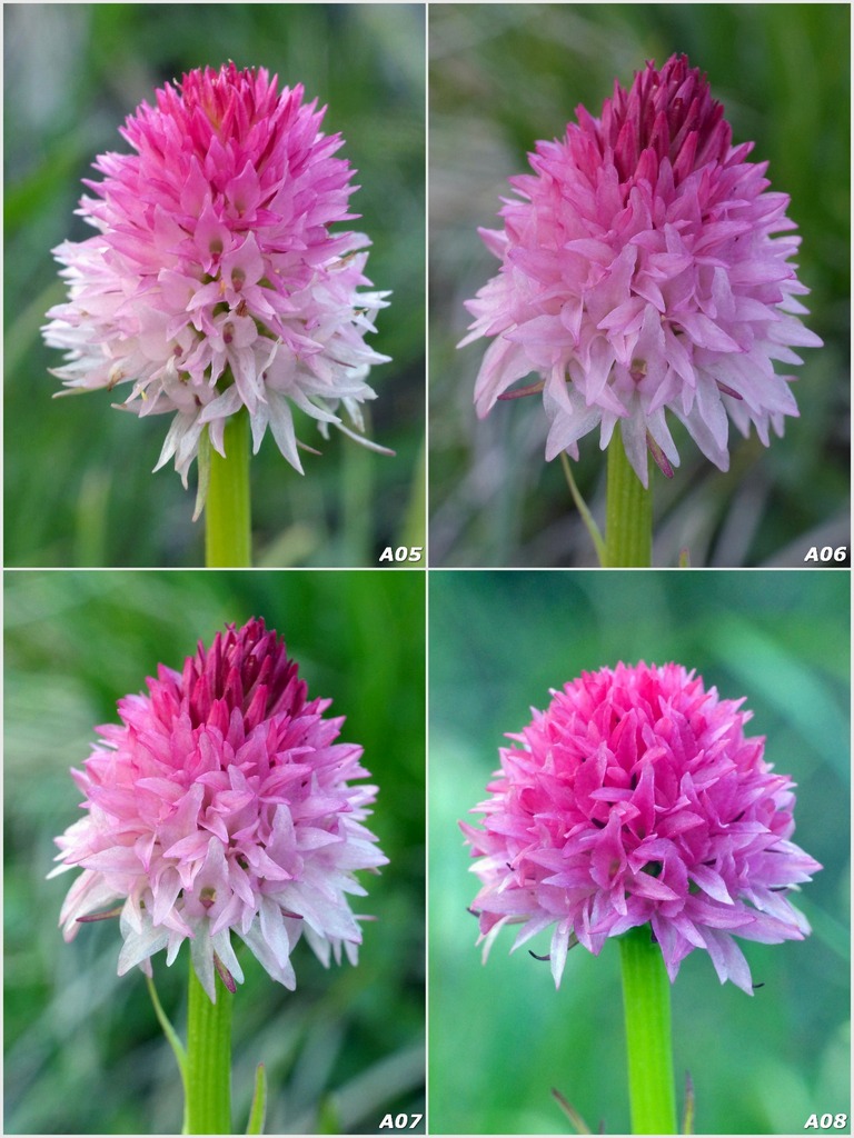 Nigritella corneliana / Nigritella di Cornelia Rudio